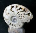 Large Polished Ammonite Fossil With Stone Base - Tall #20180-3